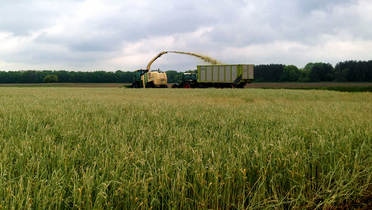 Ernte von Getreide-GPS (Ganz-Pflanzensilage) mit Spezial-Schneidwerk
