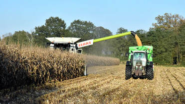 Körnermais-Ernte mit Raupen-Laufwerk und Überladewagen, auf Wunsch auch als CCM inklusive
Maismühle